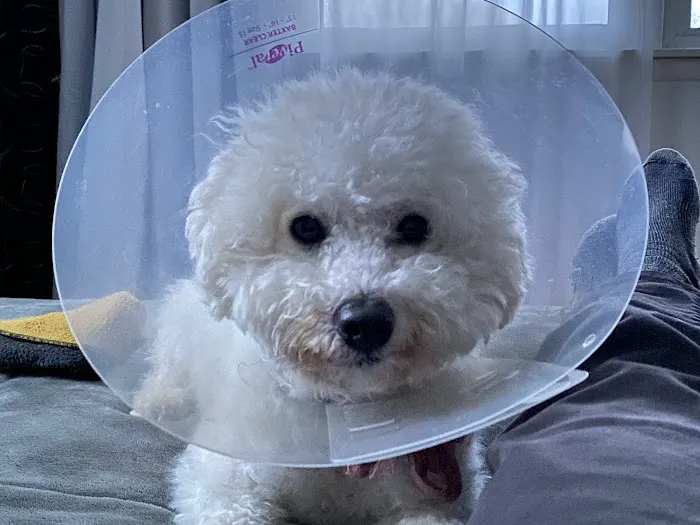 Gardiner Animal Hospital Picture 10