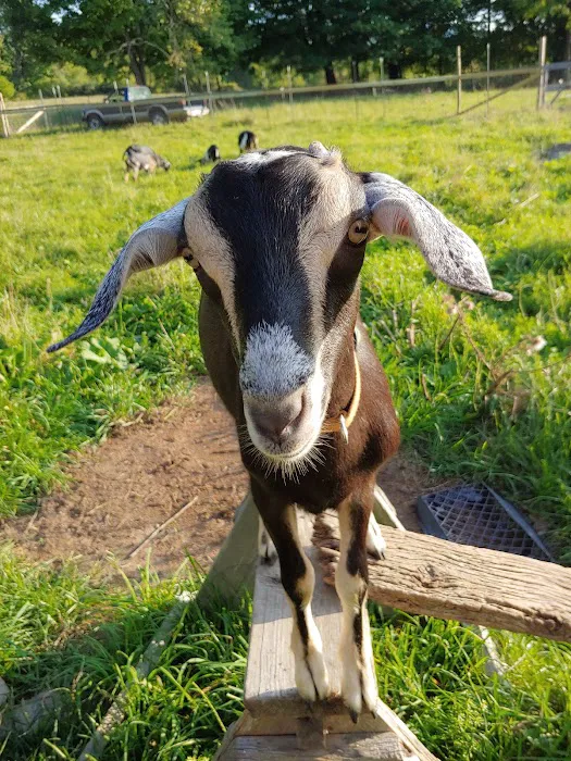 All Animal Veterinary Services Picture 2