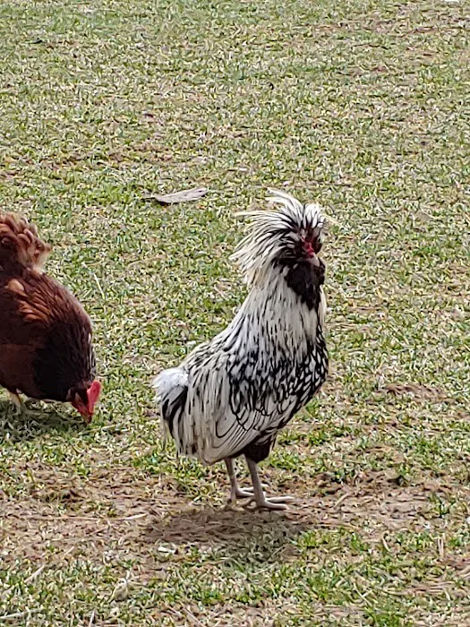 All Animal Veterinary Services Picture 3