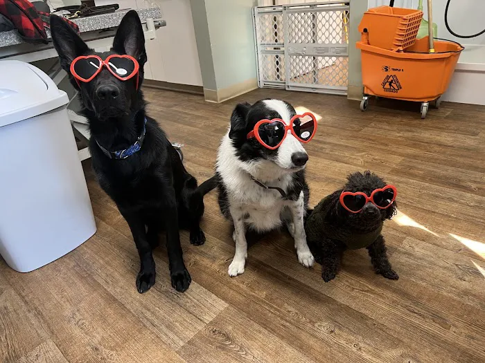 All Animal Veterinary Services Picture 6