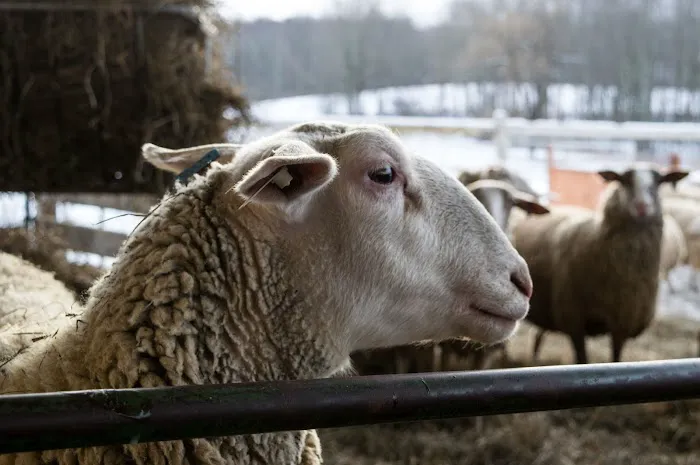 All Animal Veterinary Services Picture 7