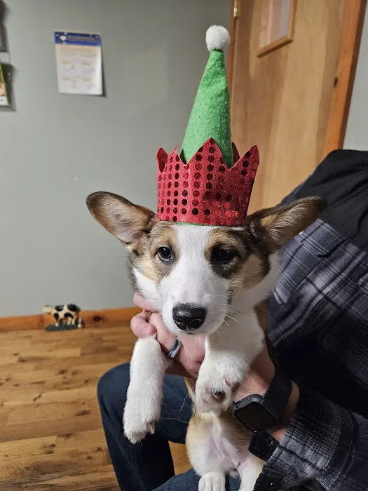 All Animal Veterinary Services Picture 8