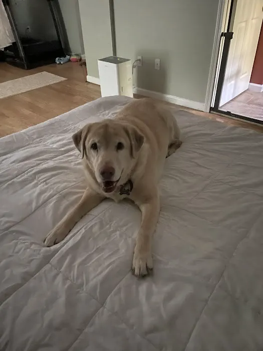 All Animal Veterinary Services Picture 4