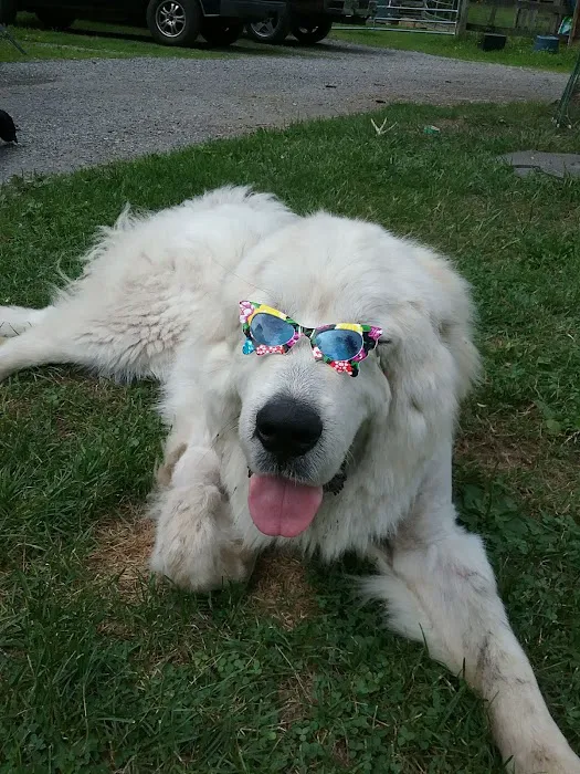 All Animal Veterinary Services Picture 1