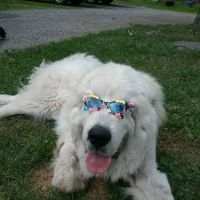 All Animal Veterinary Services ico