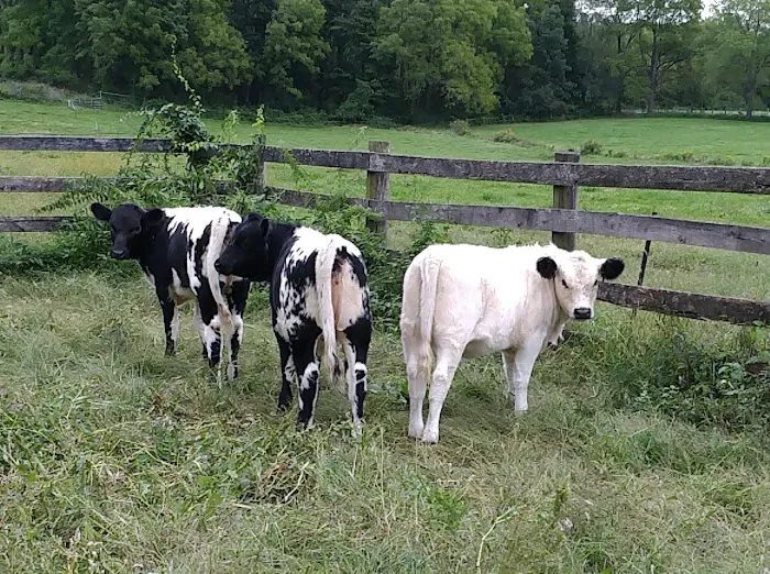 All Animal Veterinary Services Picture 9