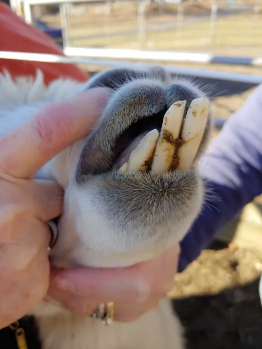 All Animal Veterinary Services Picture 5