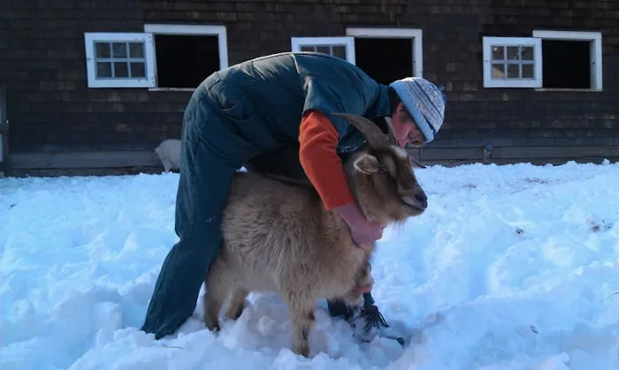 All Animal Veterinary Services Picture 10