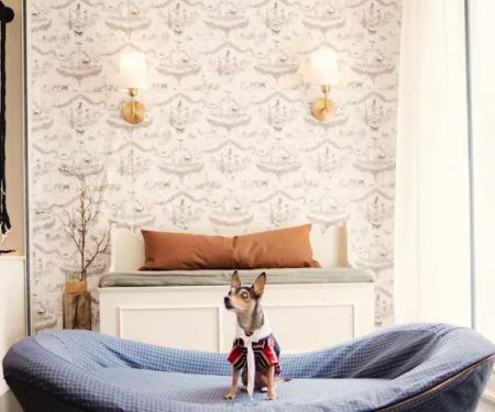 House of Sploot Pet Shop