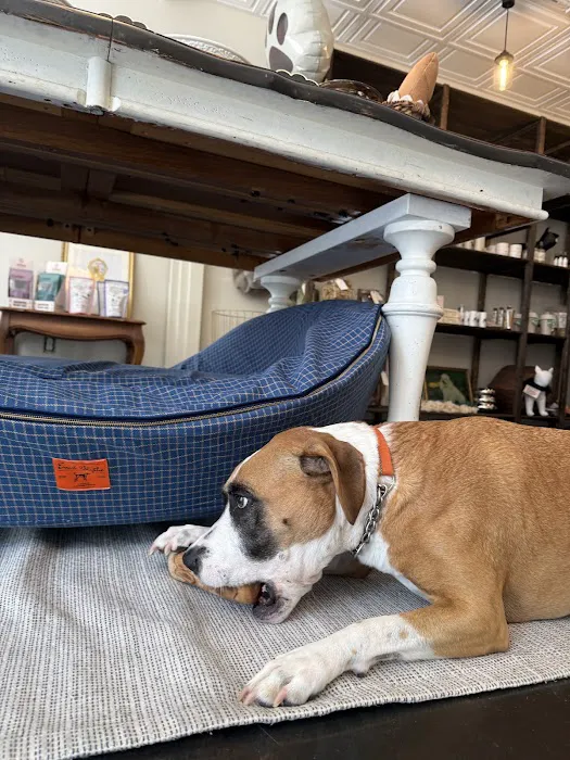 House of Sploot Pet Shop Picture 10