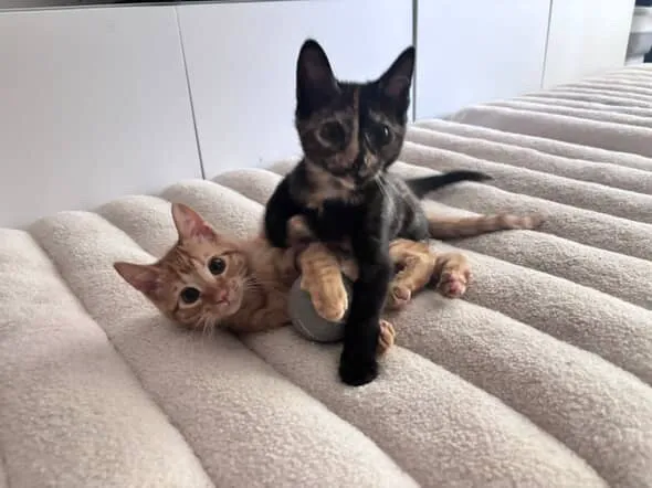 House of Sploot Pet Shop Picture 7