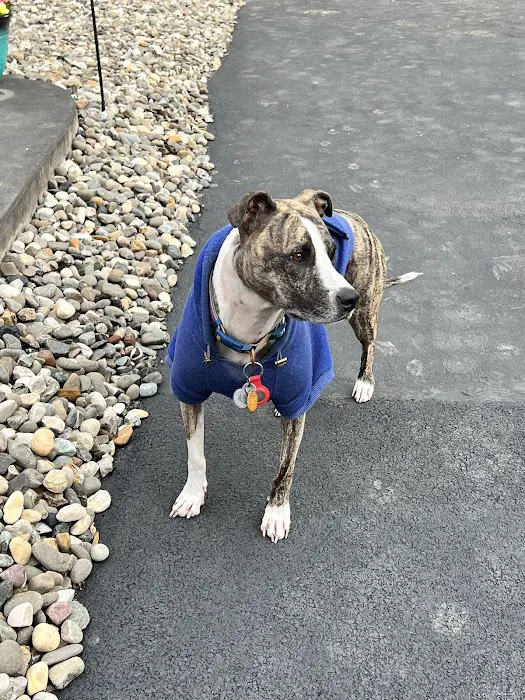 Dutchess County Animal Hospital Picture 5