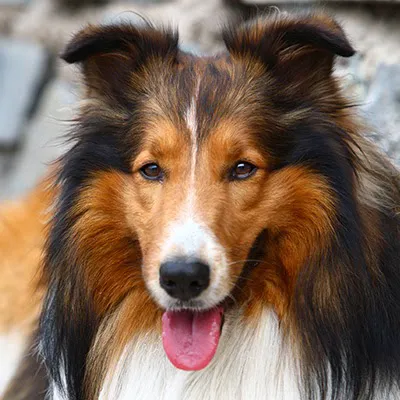 Dutchess County Animal Hospital Picture 4