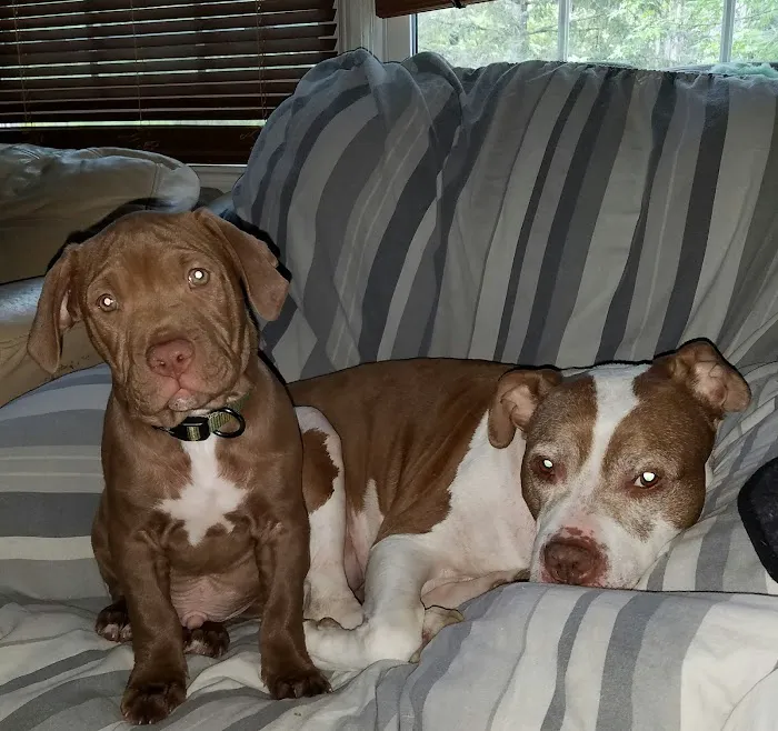 Dutchess County Animal Hospital Picture 3