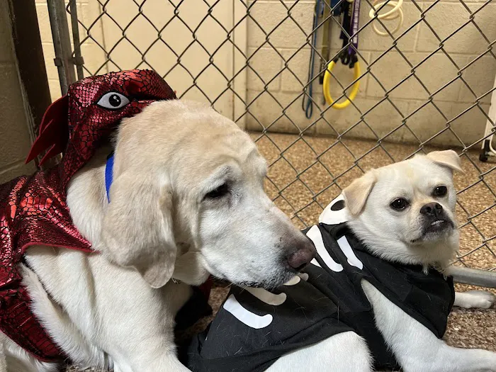 Dutchess County Animal Hospital Picture 8