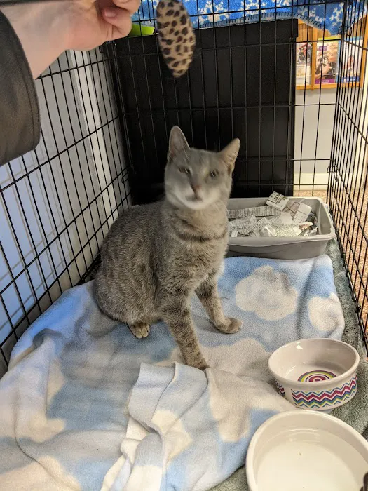 Dutchess County Animal Hospital Picture 2