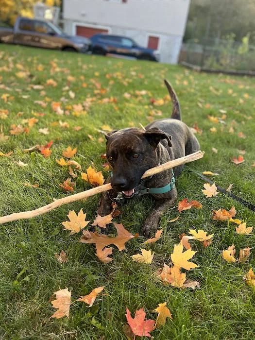 Dutchess County Animal Hospital Picture 7