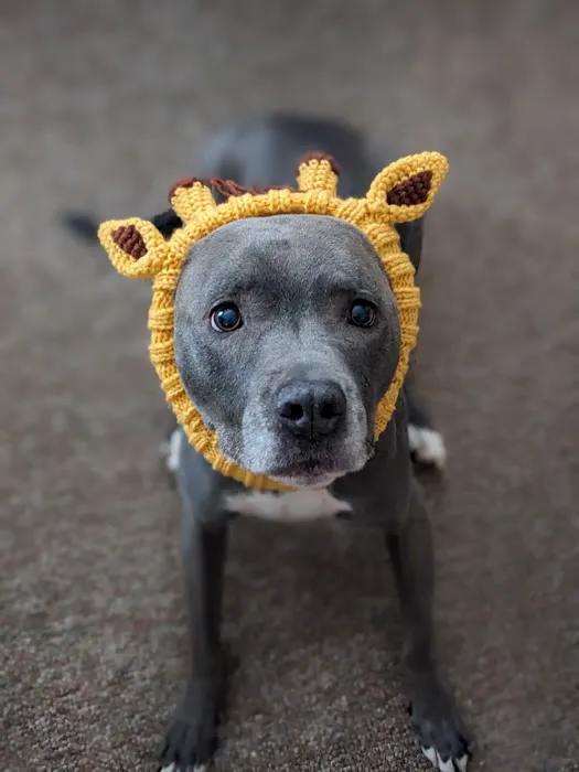 Dutchess County Animal Hospital Picture 1