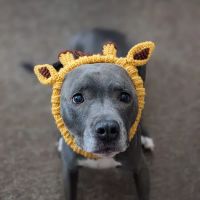 Dutchess County Animal Hospital ico