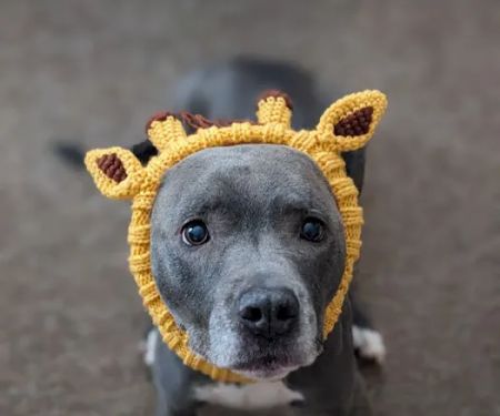 Dutchess County Animal Hospital