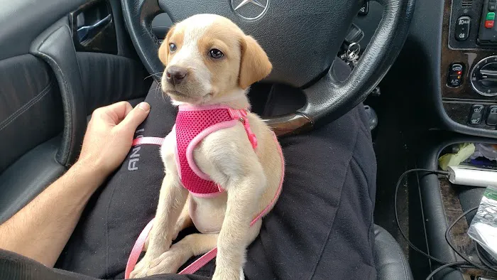 Dutchess County Animal Hospital Picture 10