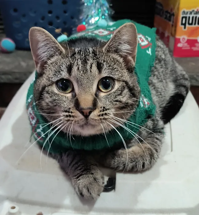 Poughkeepsie Animal Wellness Picture 10