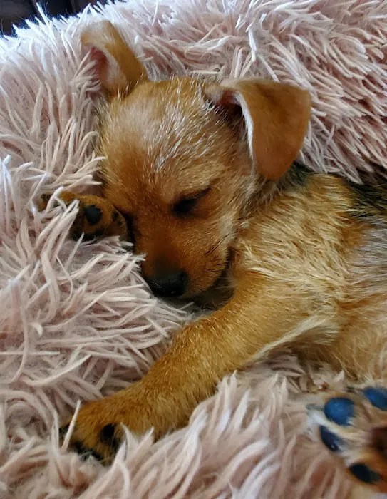 Poughkeepsie Animal Wellness Picture 2