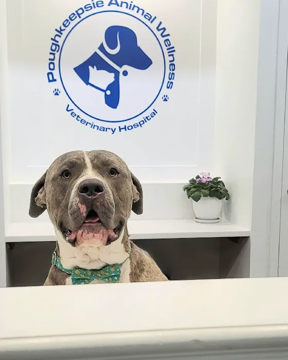 Poughkeepsie Animal Wellness Picture 9