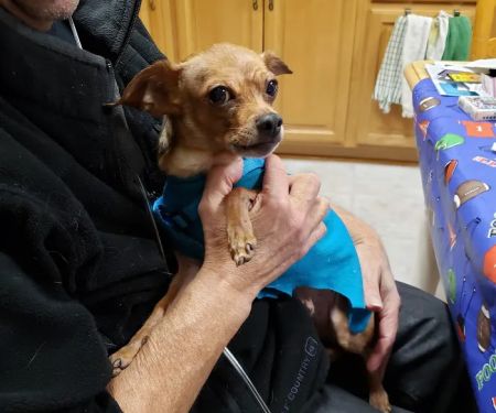 Poughkeepsie Animal Wellness