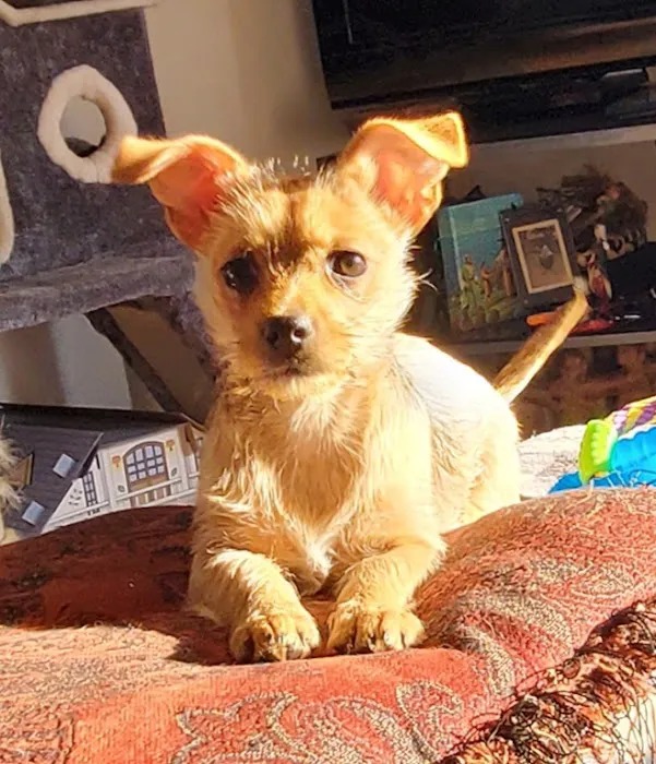 Poughkeepsie Animal Wellness Picture 3