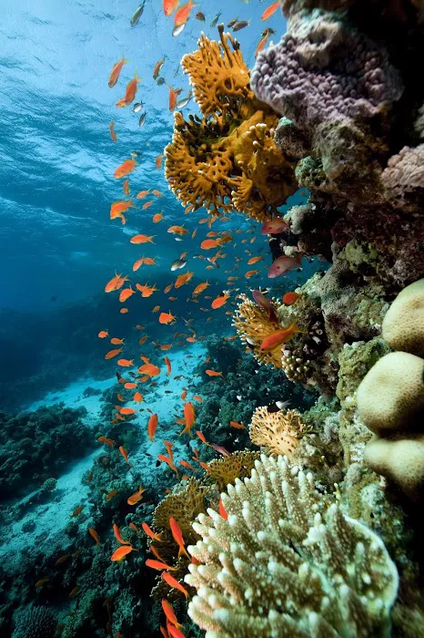 Bottled Ocean Inc Picture 9