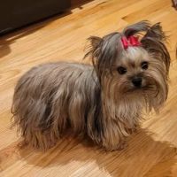 Ani-Mall Pet Hospital ico
