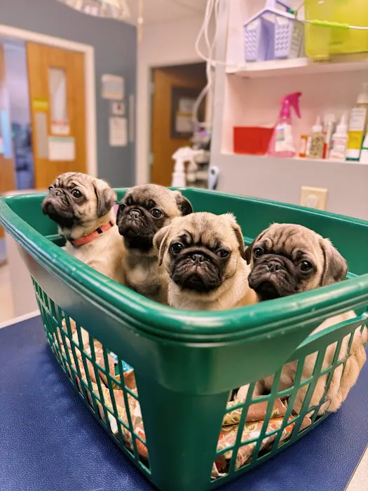 Ani-Mall Pet Hospital Picture 4