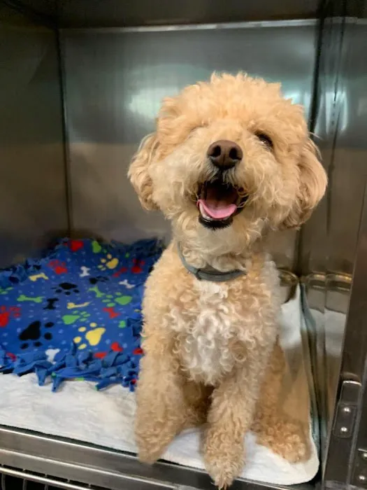 Ani-Mall Pet Hospital Picture 6