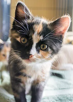 Ani-Mall Pet Hospital Picture 9