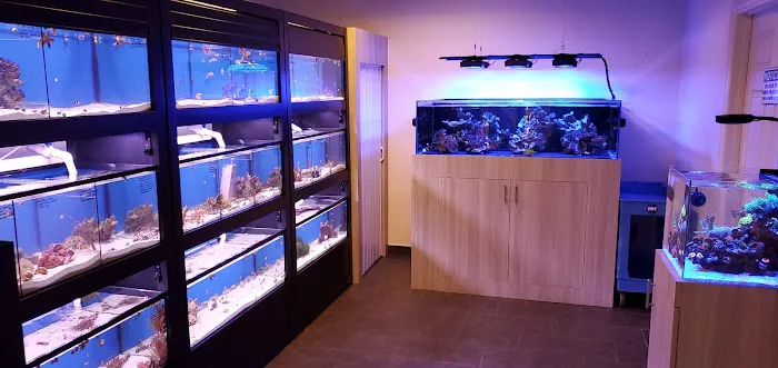 World Wide Corals - Winter Park Picture 4