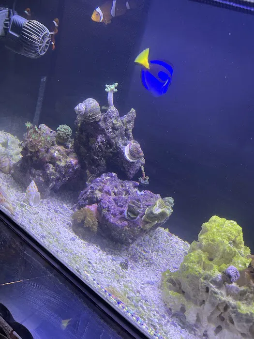 World Wide Corals - Winter Park Picture 9
