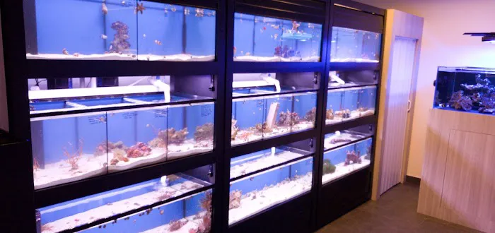 World Wide Corals - Winter Park Picture 3