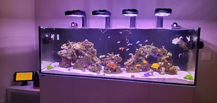 World Wide Corals - Winter Park Picture 8