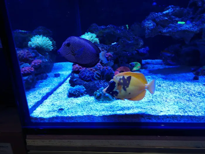 Living Reef Orlando Picture 7