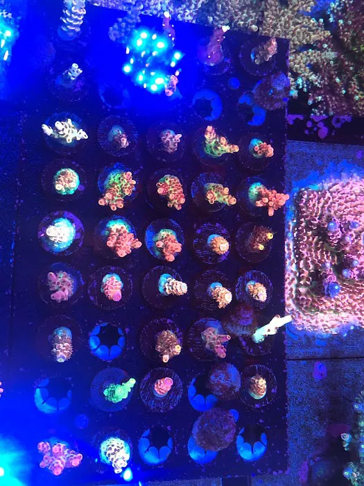 Living Reef Orlando Picture 3