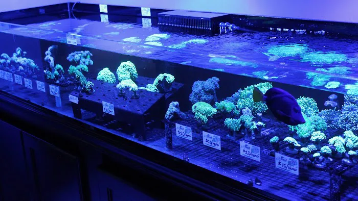 Living Reef Orlando Picture 6