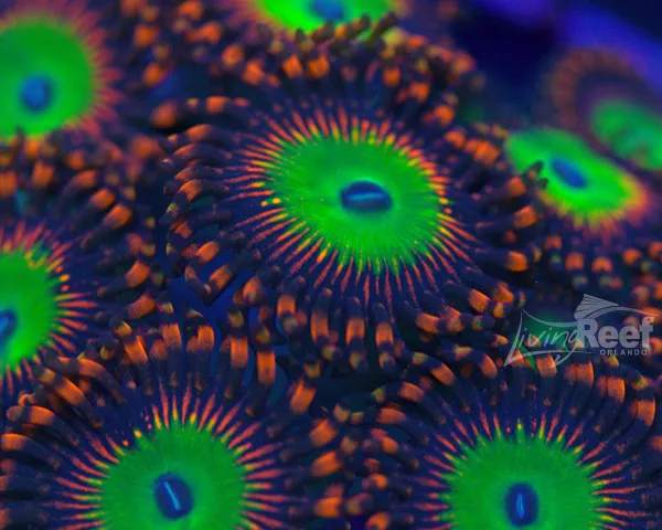 Living Reef Orlando Picture 9