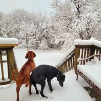 Monhagen Veterinary Hospital ico