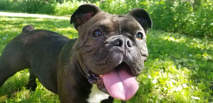 Middletown Veterinary Hospital Picture 3