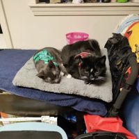 Middletown Veterinary Hospital ico