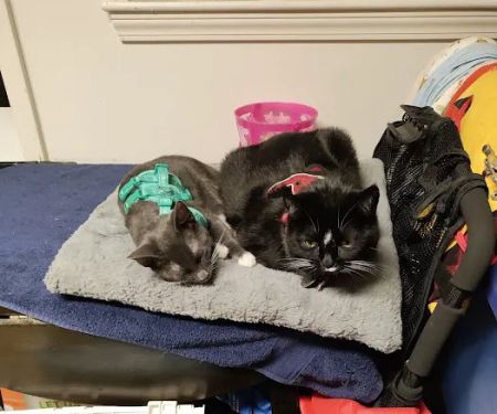Middletown Veterinary Hospital