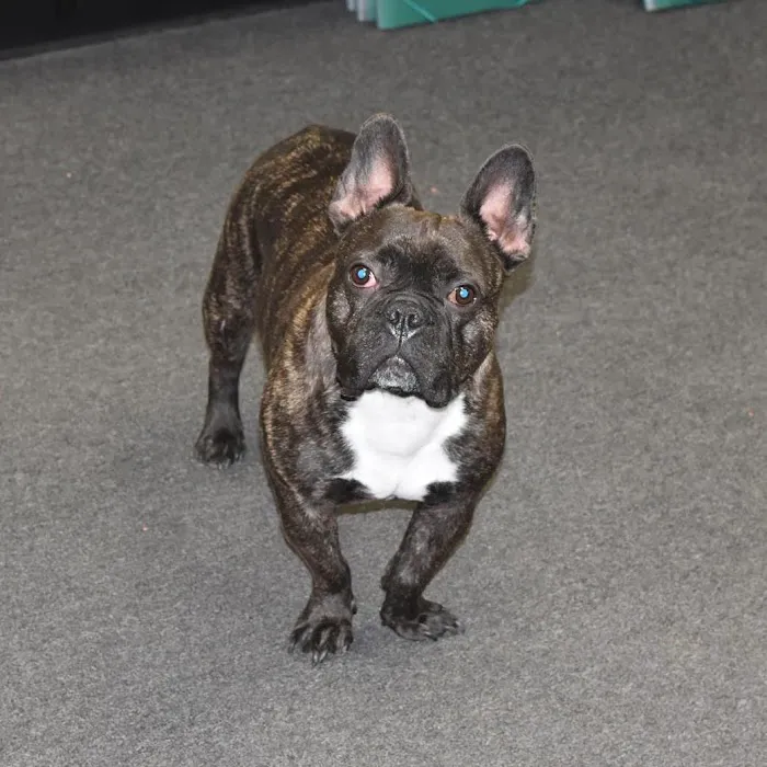 Middletown Veterinary Hospital Picture 9