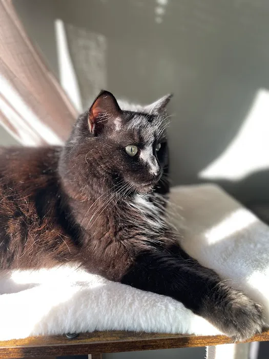 Middletown Veterinary Hospital Picture 4