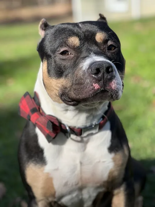 Middletown Veterinary Hospital Picture 6